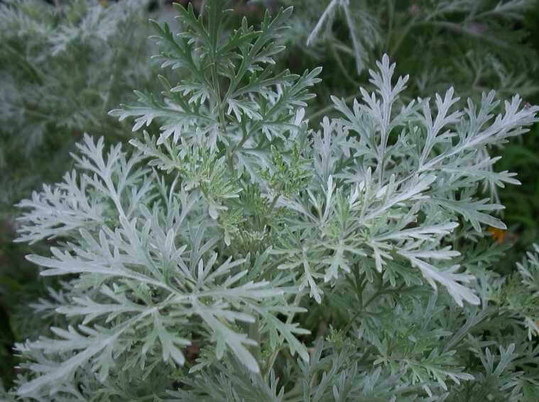 wormwood plant