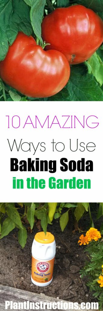 Baking Soda for Gardening