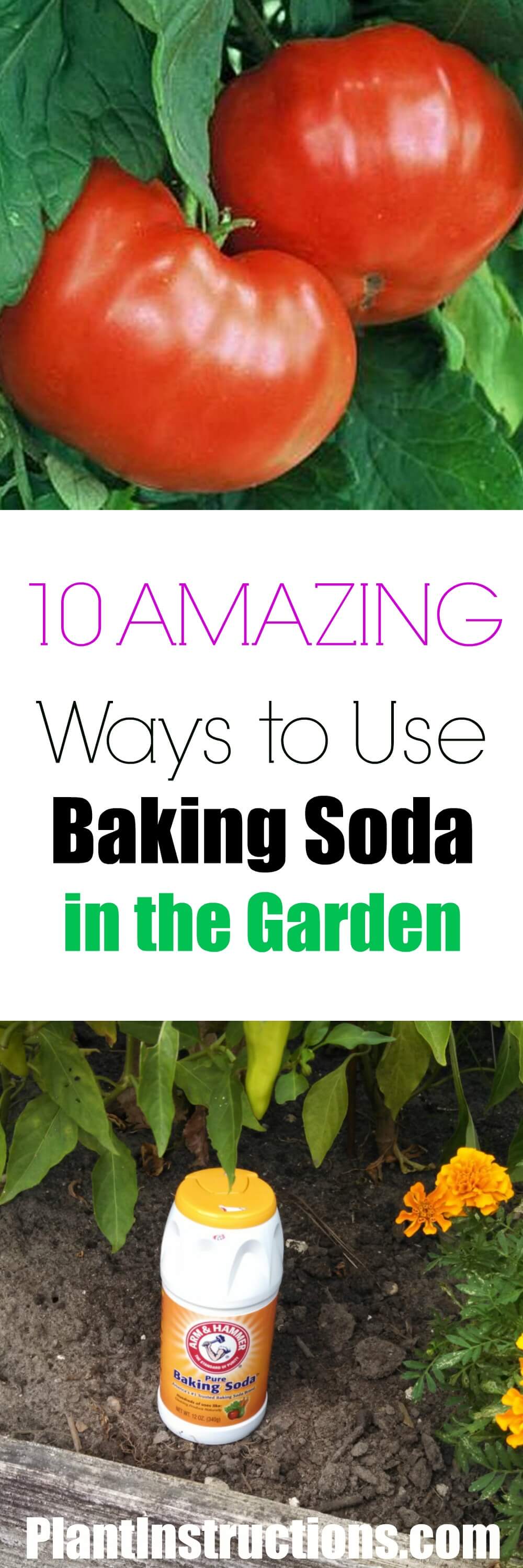 10-ways-to-use-baking-soda-for-gardening-plant-instructions