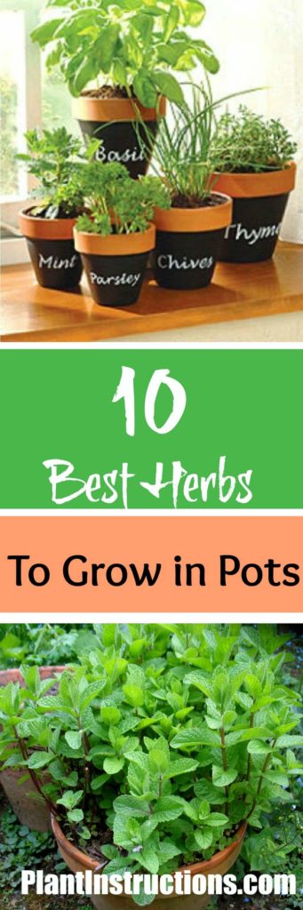 Best Herbs to Grow in Pots