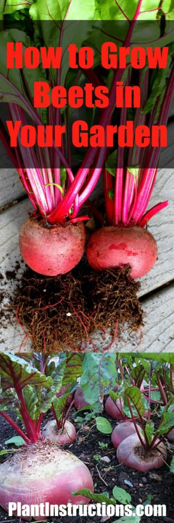 How to Grow Beets