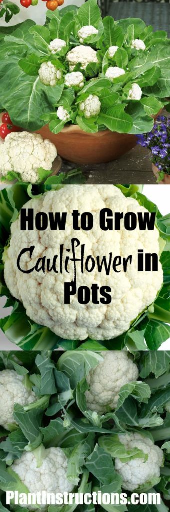 How to Grow Cauliflower in Pots