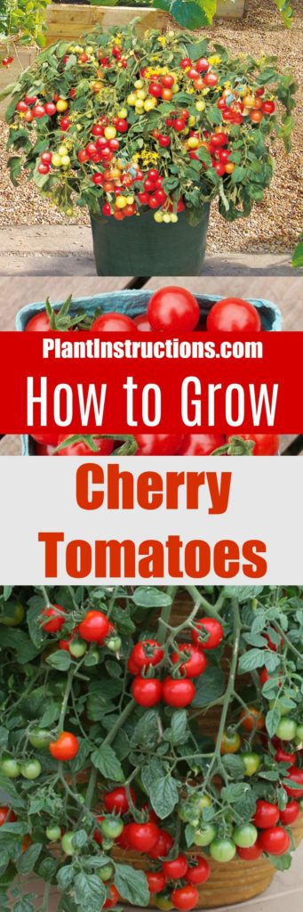 How to Grow Cherry Tomatoes