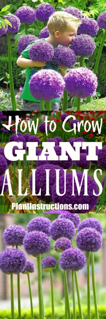 How to Grow Giant Alliums