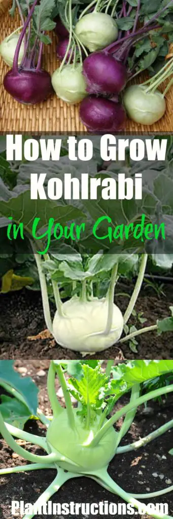 How to Grow Kohlrabi
