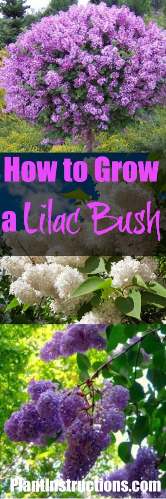 How to Grow Lilacs