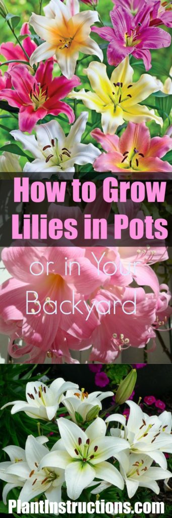 How to Grow Lilies