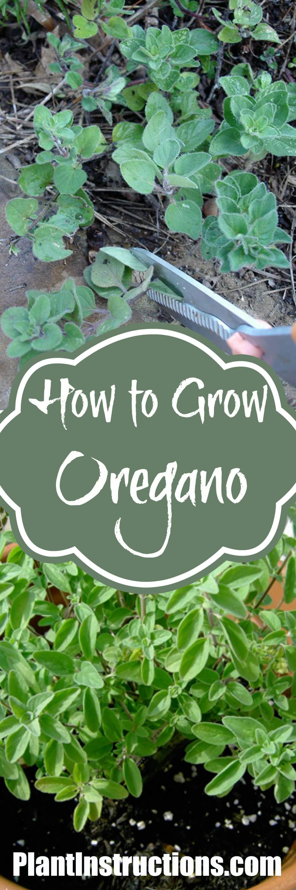 How To Grow Oregano From Seeds - Plant Instructions