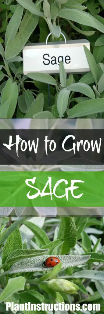 How to Grow Sage
