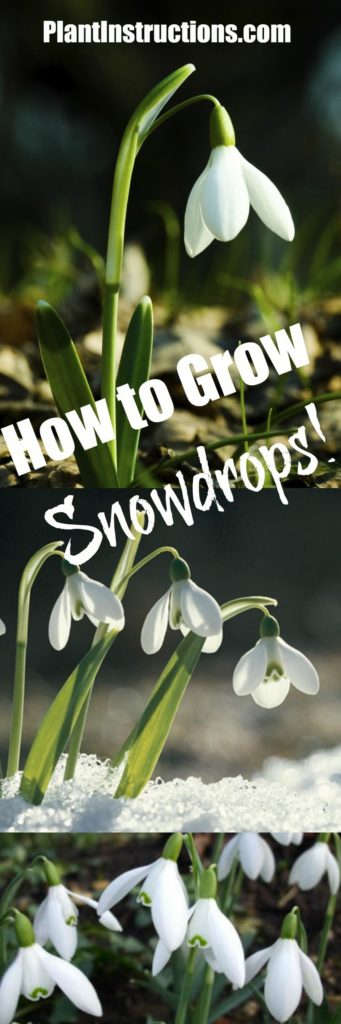 How to Grow Snowdrops