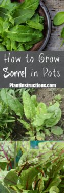 How to Grow Sorrel - Plant Instructions