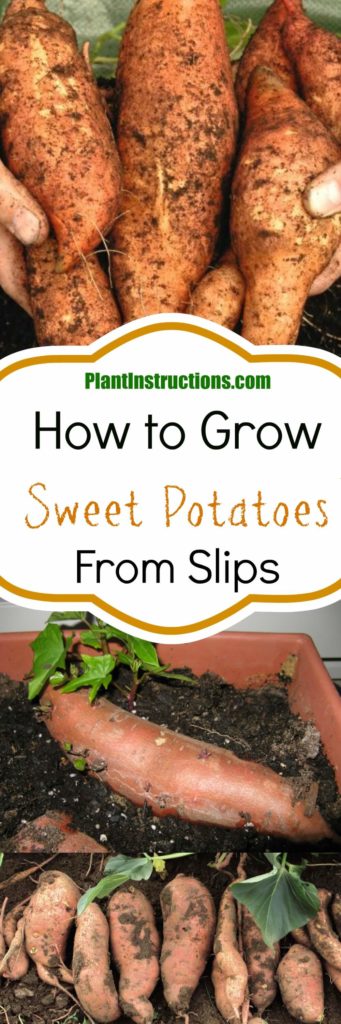 How to Grow Sweet Potatoes