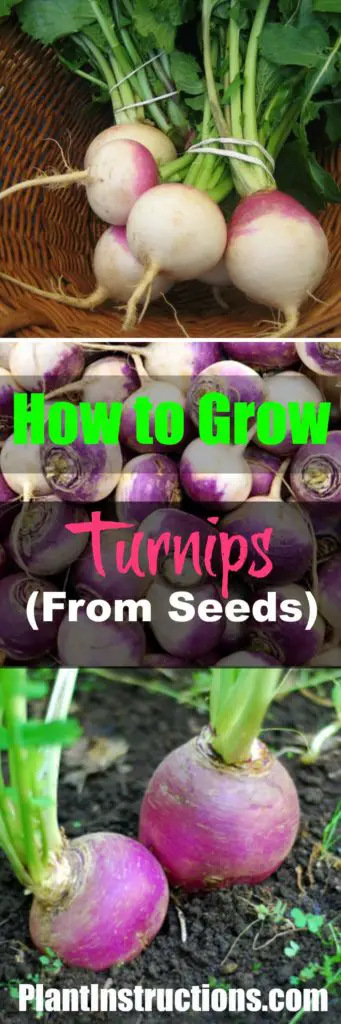 How to Grow Turnips
