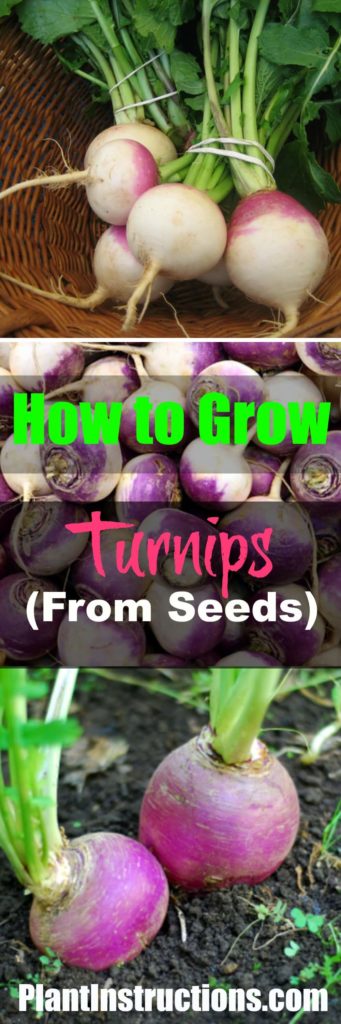 How to Grow Turnips