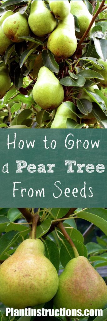 How to Grow a Pear Tree From Seeds