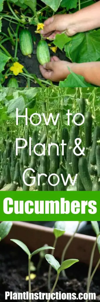 How to Plant Cucumbers