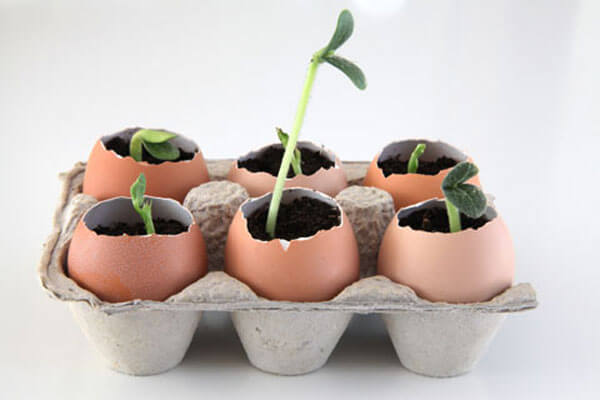 Seedlings in Eggshells