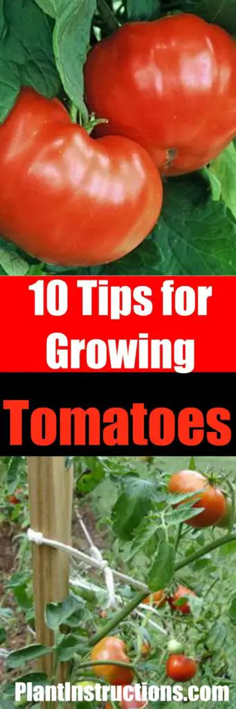 Tips for Growing Tomatoes