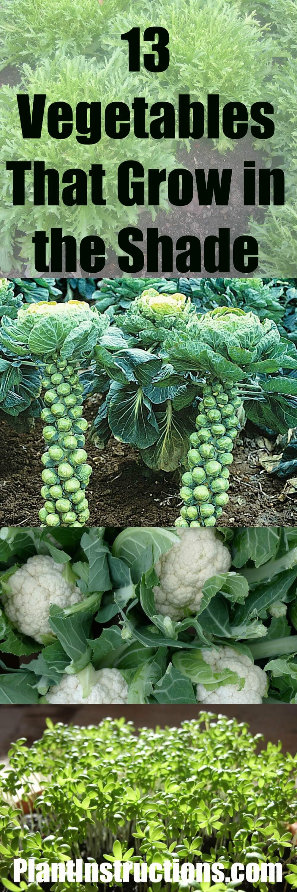 Vegetables That Grow In Shade Plant Instructions