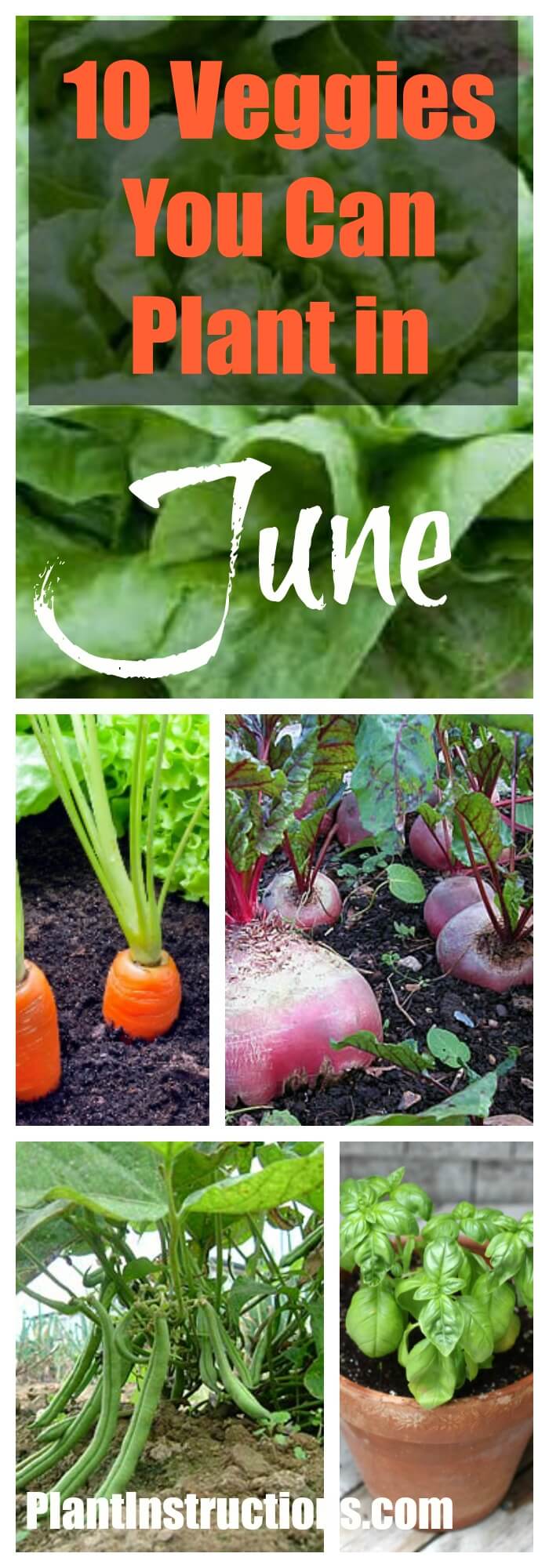 10 Vegetables To Plant in June - Plant Instructions