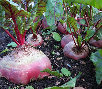 beets in garden