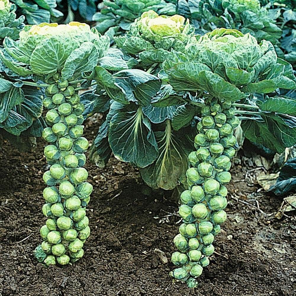 brussels sprouts in shade