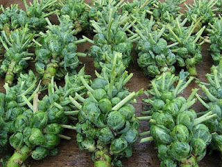 brussels sprouts plant