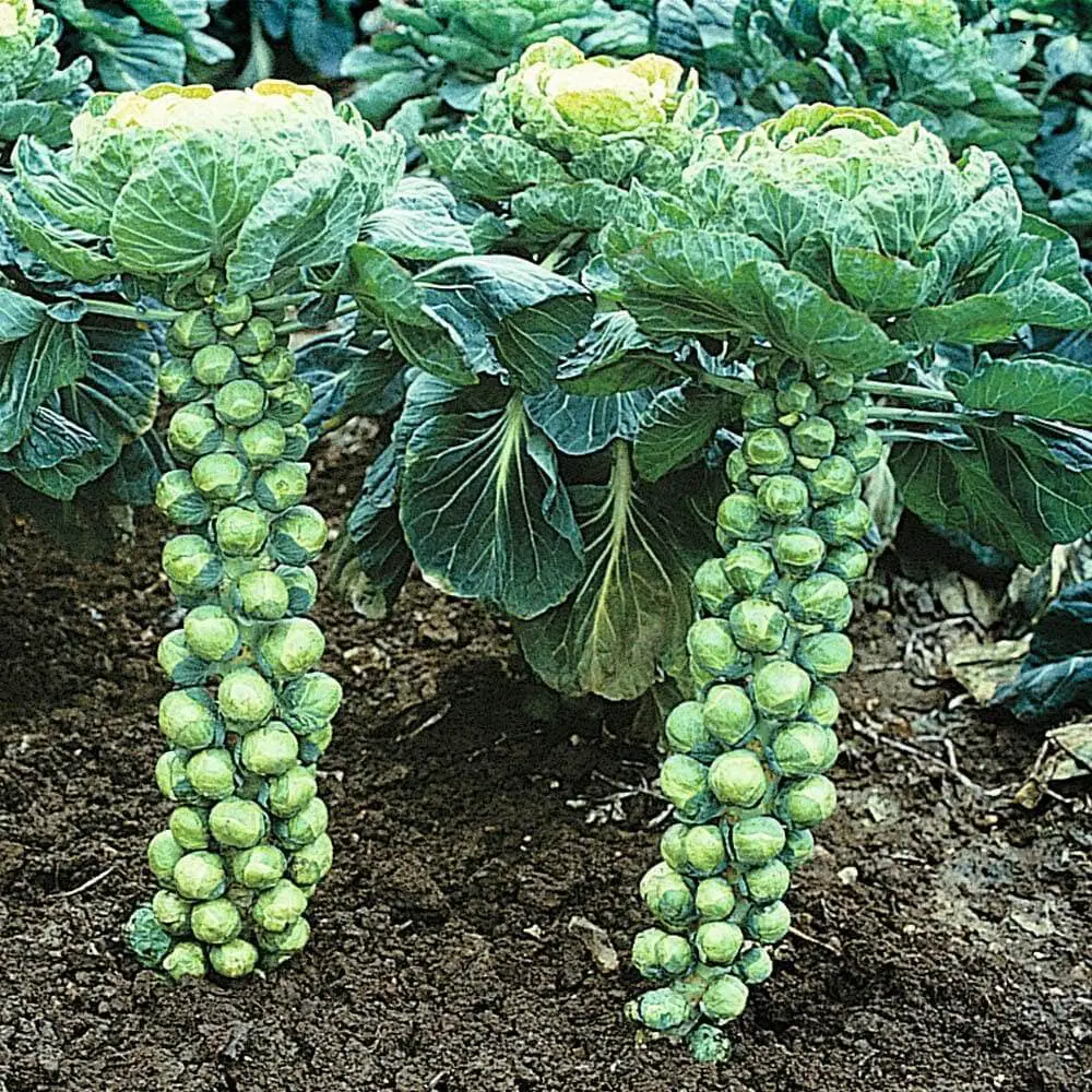 How To Grow Brussels Sprouts Plant Instructions