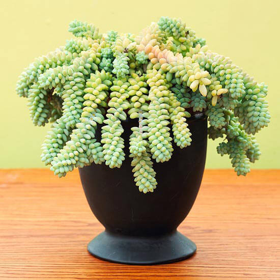 burro's tail