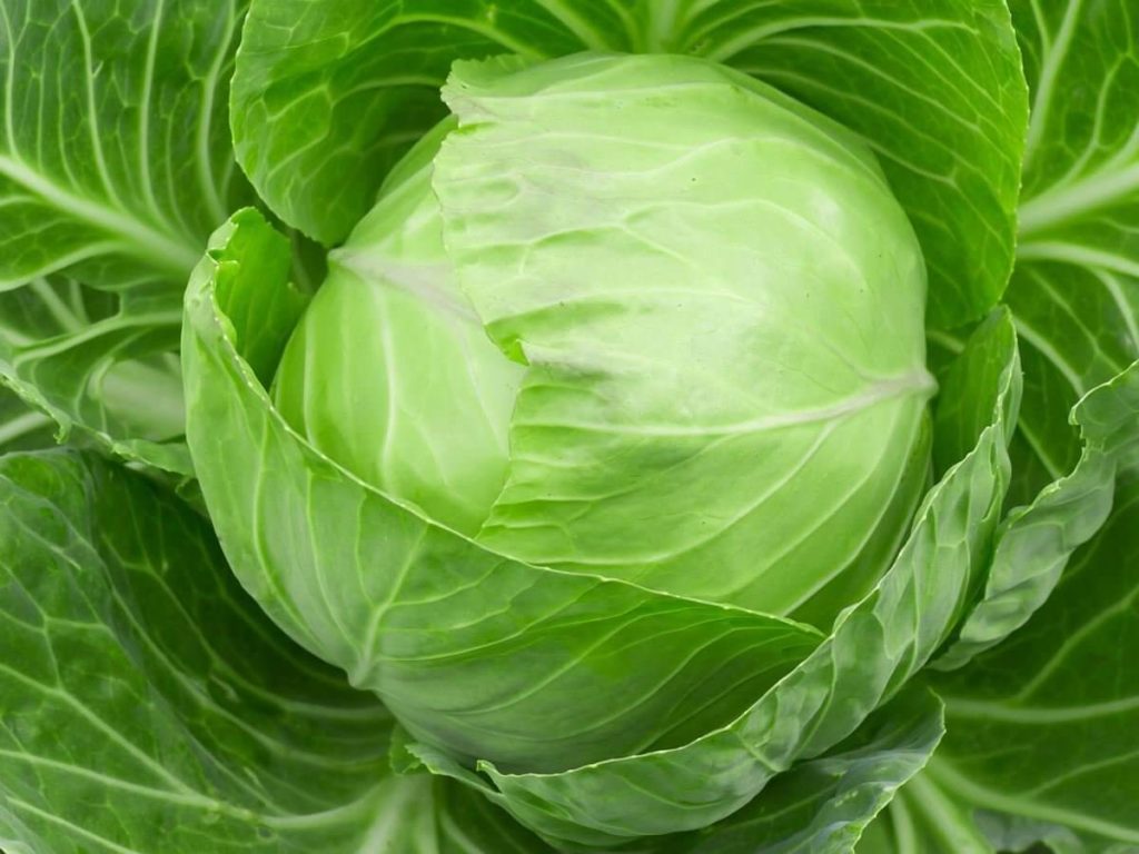 How to Grow Cabbage Plant From Seeds Plant Instructions