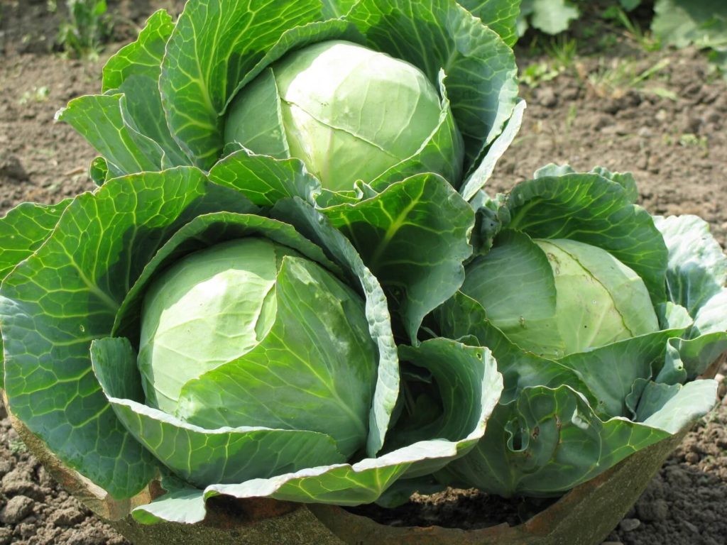 cabbage in garden