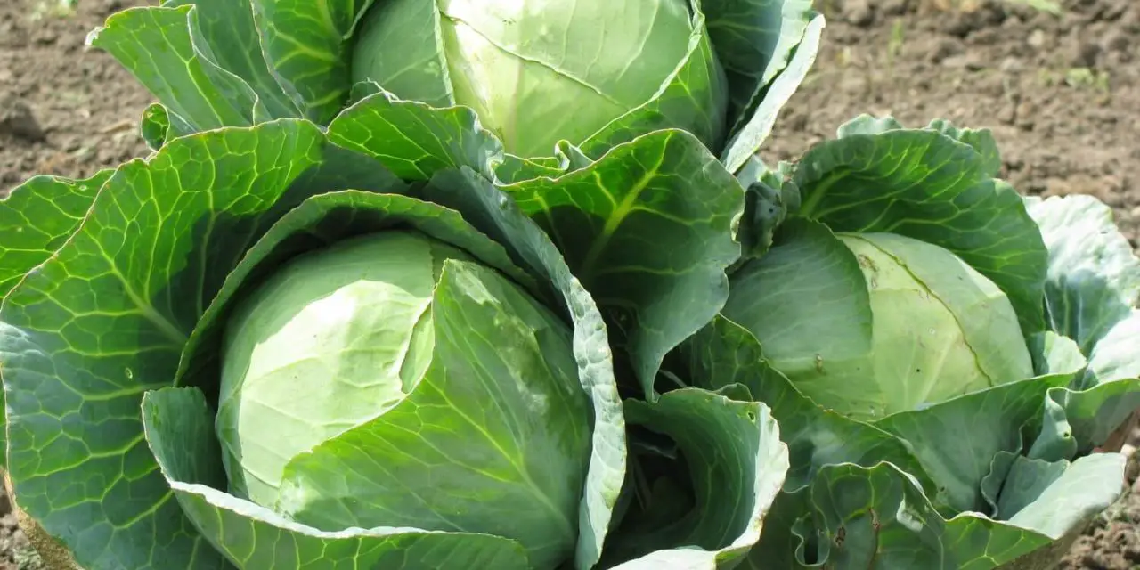 How to Grow Cabbage Plant From Seeds