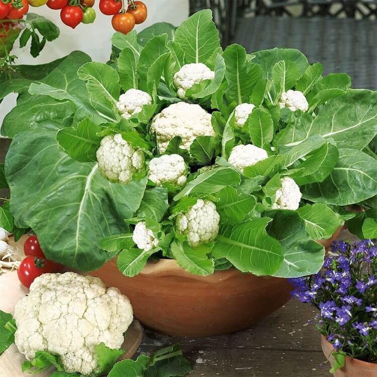 cauliflower in pot