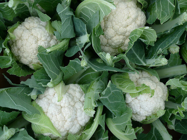 cauliflower plant