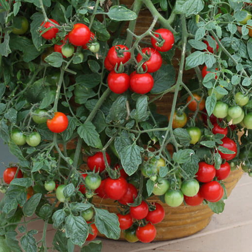 cherry tomatoes in container