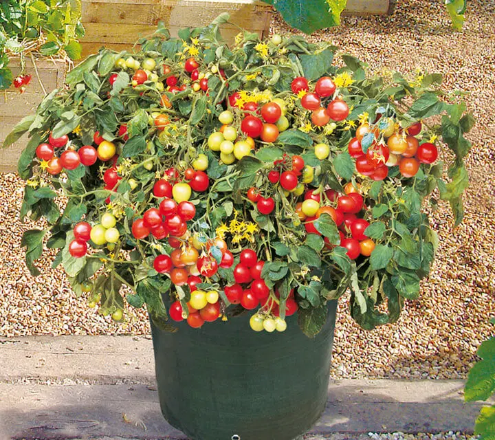 How To Grow Cherry Tomatoes In Pots Plant Instructions