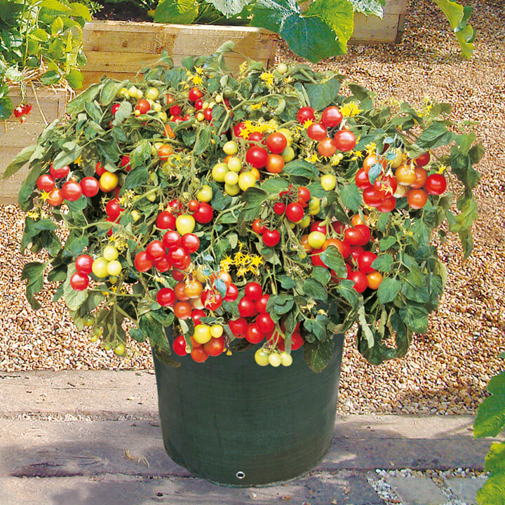 cherry tomatoes in pot