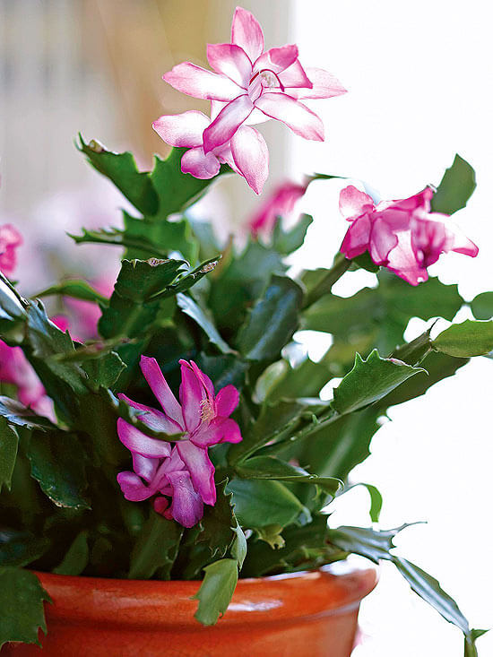 christmas cactus