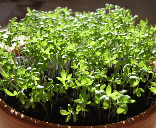 cress plant