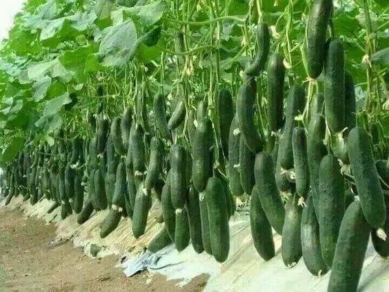 cucumber harvest