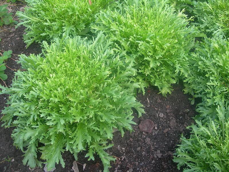 endive plant