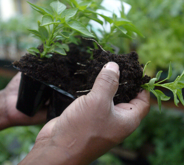 garden soil springtime soil prep