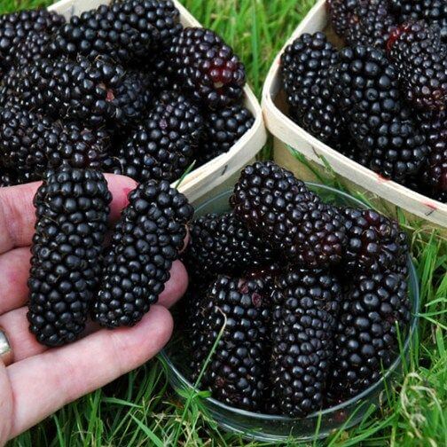 giant blackberries