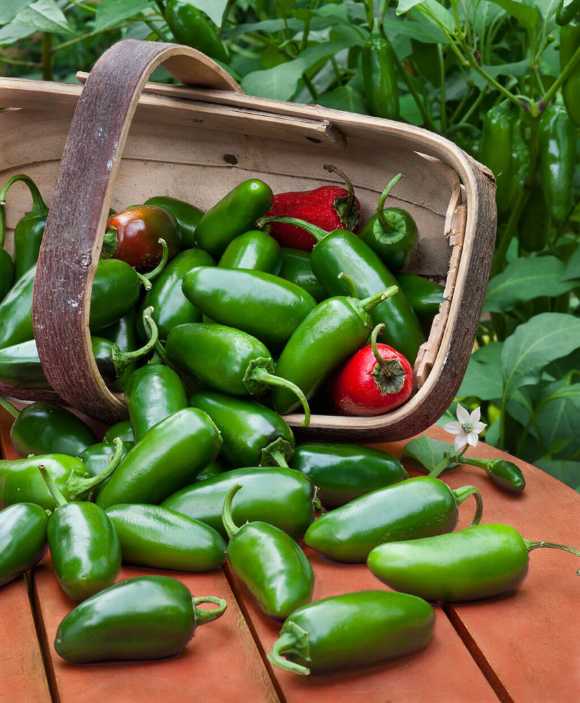 harvested jalapeno peppers