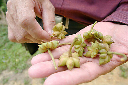 harvested star anise