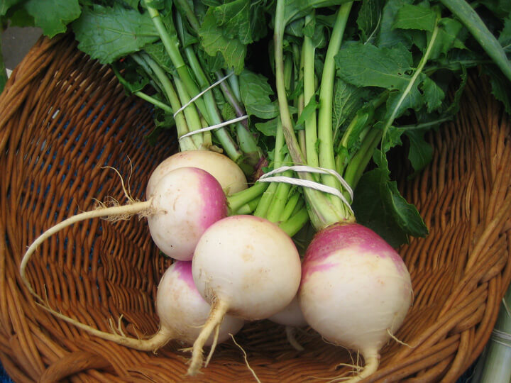 harvested turnips