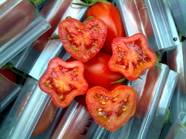 heart and star shapped tomatoes