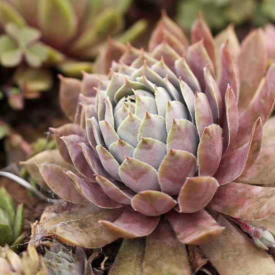 hens and chicks