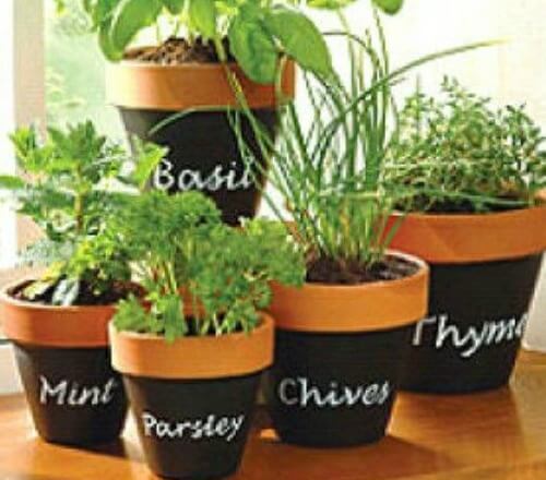 5 Dos and Don’t for Planting Herbs in Containers