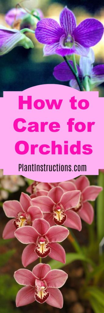 how to care for orchids